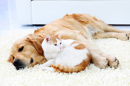 Dogs and Cats Living Together