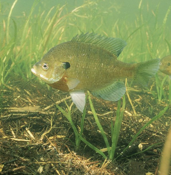 Another Name For Bluegill