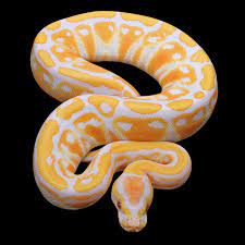 Facts About the Lavender Albino Ball Python